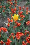 Ward-Meade House: tulip garden